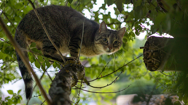 猫が木登りする写真
