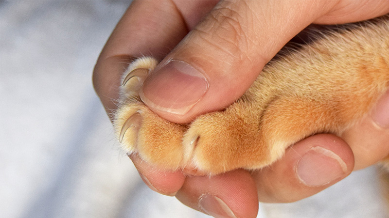 猫の手握って爪を出している