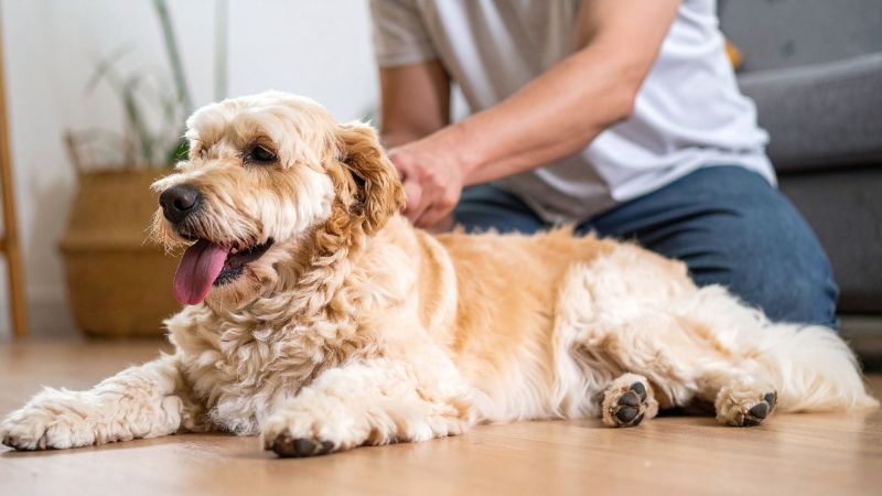 ブラッシングされている犬