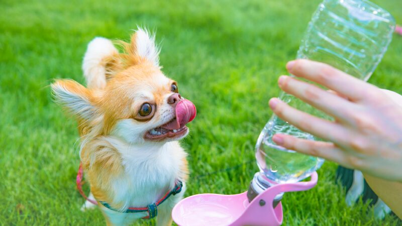 水を飲むチワワ