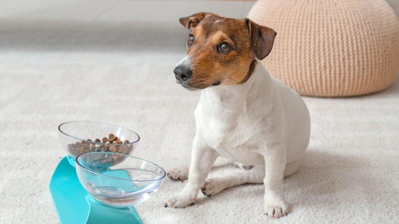 お座りするジャックラッセルテリア