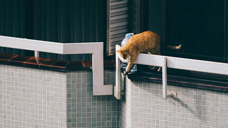 高い所から落ちそうな猫