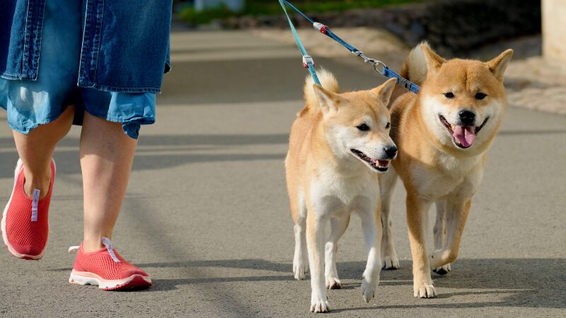 散歩中の2匹の犬