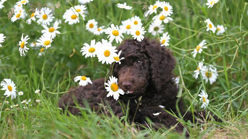 白い花に囲まれている黒い犬