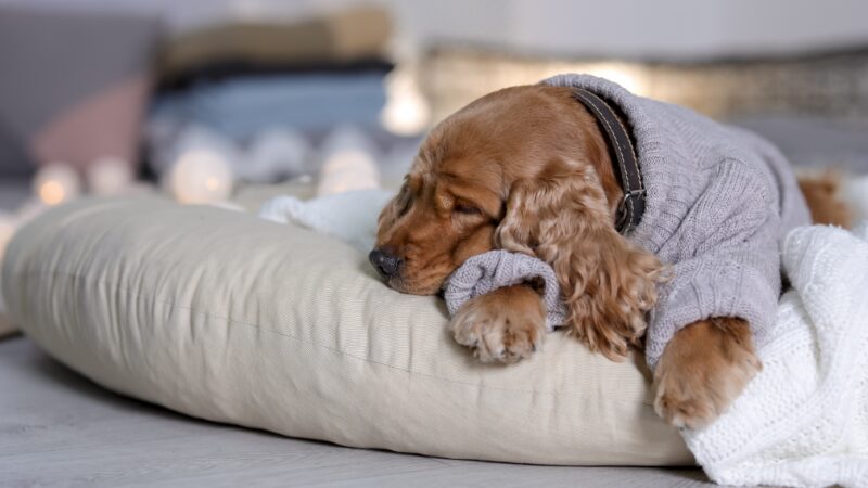 眠るコッカースパニエル