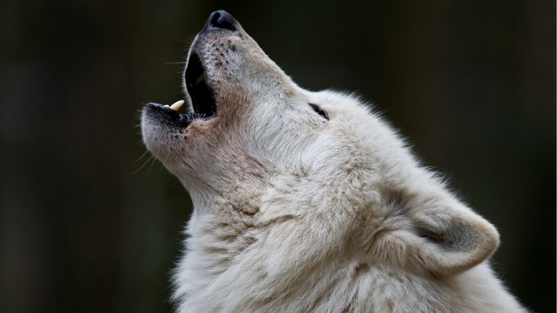 吠えるオオカミ