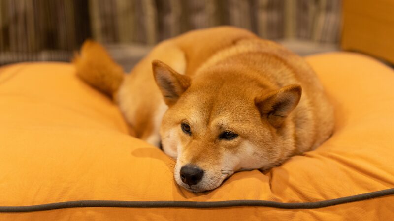 眠そうな柴犬