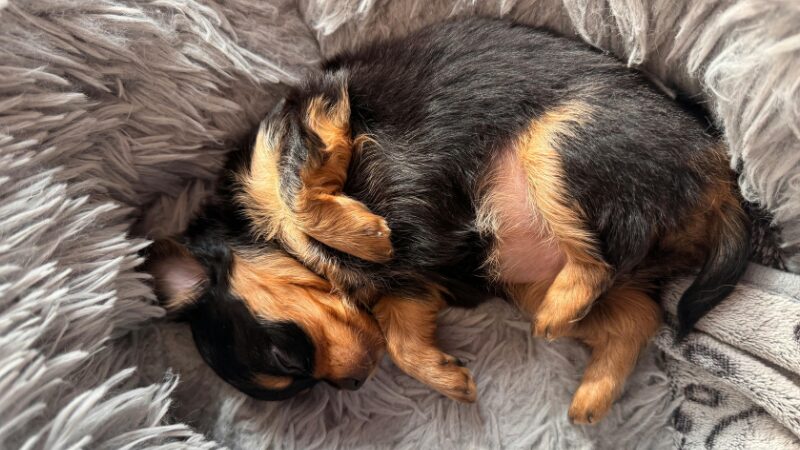 丸くなって眠る犬