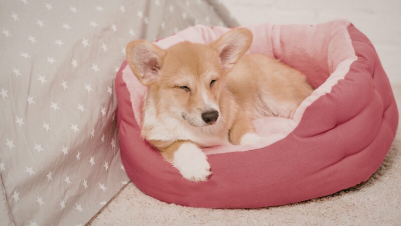 ベッドで眠る犬