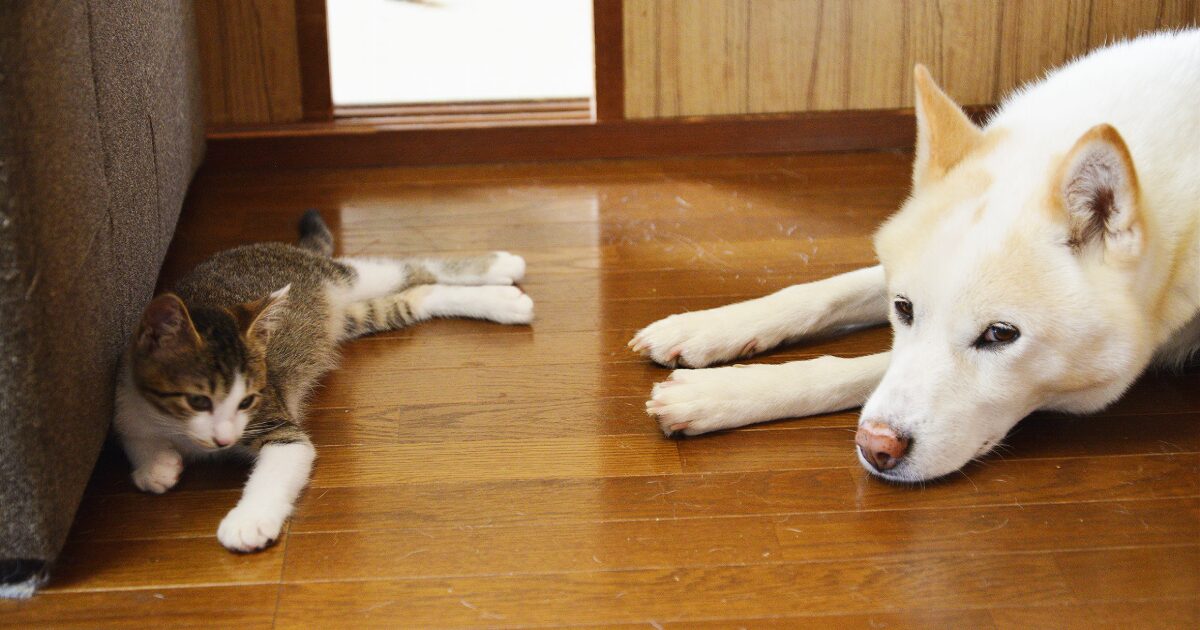 愛犬・愛猫を夏の紫外線から守る、毎日できるケアのポイント