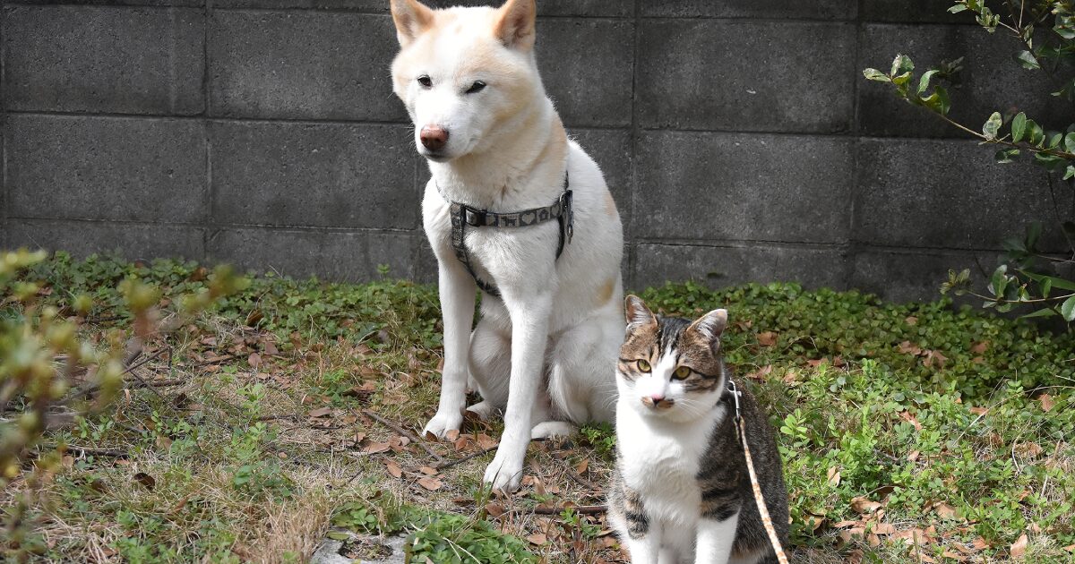 犬・猫にも紫外線対策は必要？