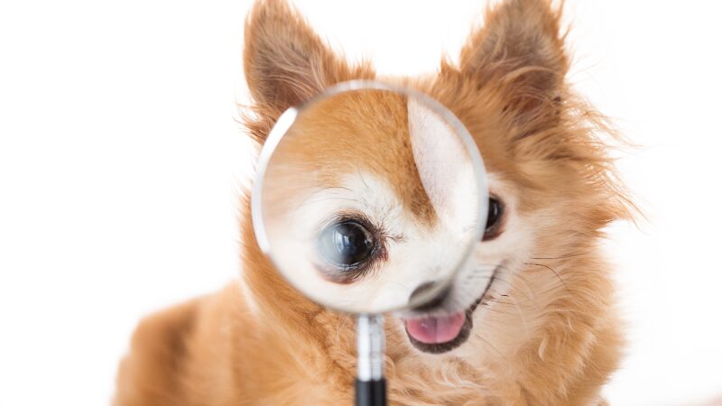 虫眼鏡と犬