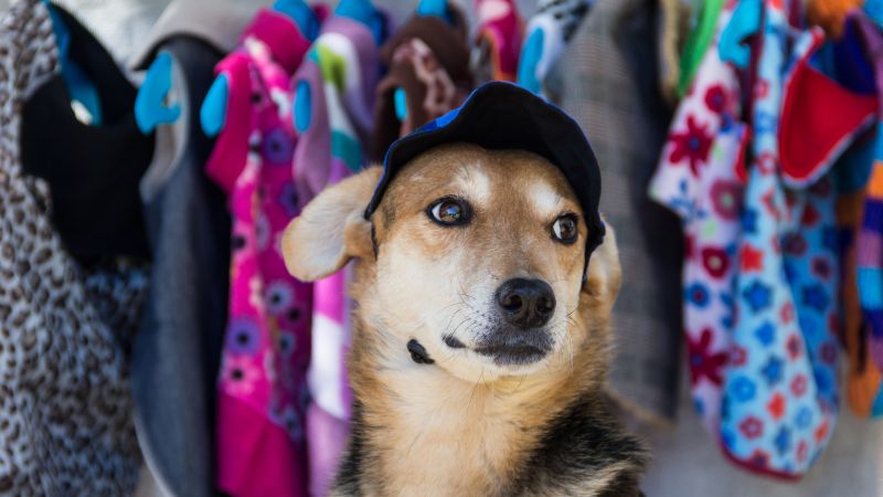 帽子をかぶっている犬