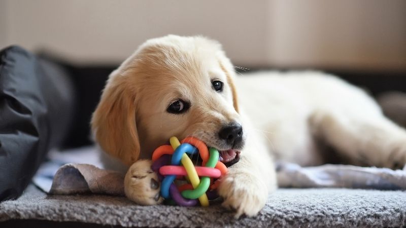 おもちゃで遊ぶ子犬