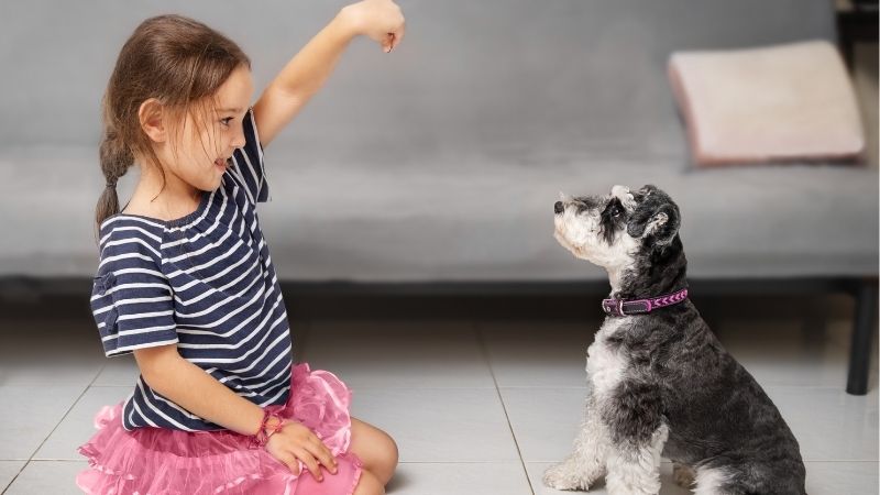 子供と遊ぶシュナウザー