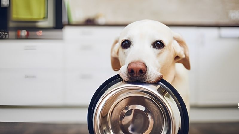トレーをくわえる犬