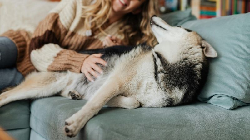 飼い主に甘える犬