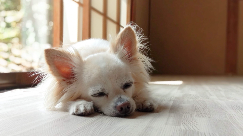 眠るチワワ