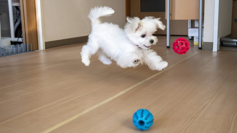 ボールで遊ぶ子犬