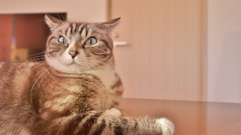 音に反応している猫