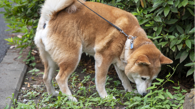散歩中に臭いを嗅ぐ柴犬
