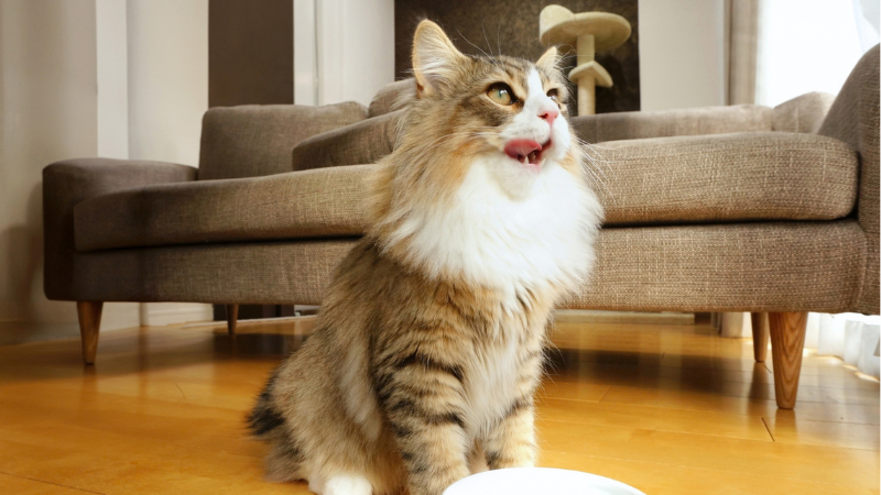 ご飯を待っている猫