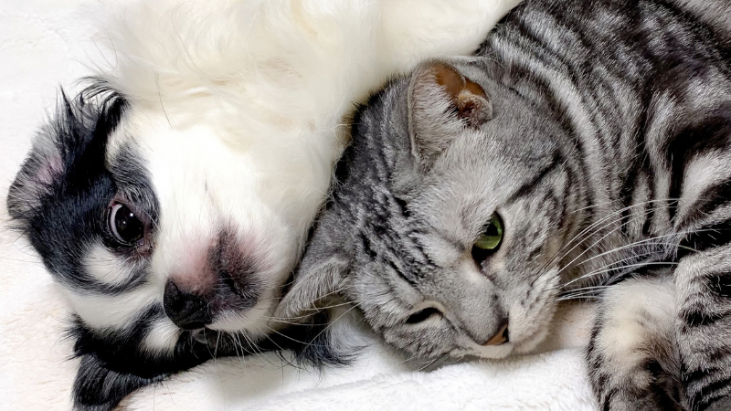 並んで眠る犬と猫